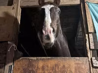 Hengst, Arabian horse — Foto 3