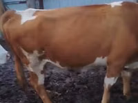 Kuh, Simmental cattle — Foto 4