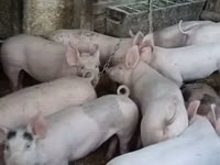Säue, Schweine — Foto 2