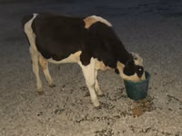 Bull, Swiss cattle — photo 2