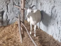 Ziege, Saanen goat — Foto 3