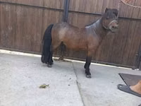 حصان, Shetland Pony — الصورة 2