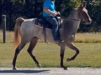 Caballo, Rocky Mountain Horse — foto 8