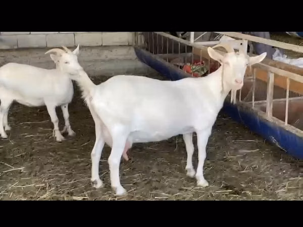 बकरी, Saanen goat — कज़ाखस्तान