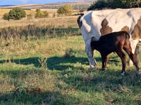 母牛, Simmental cattle — 照片 1