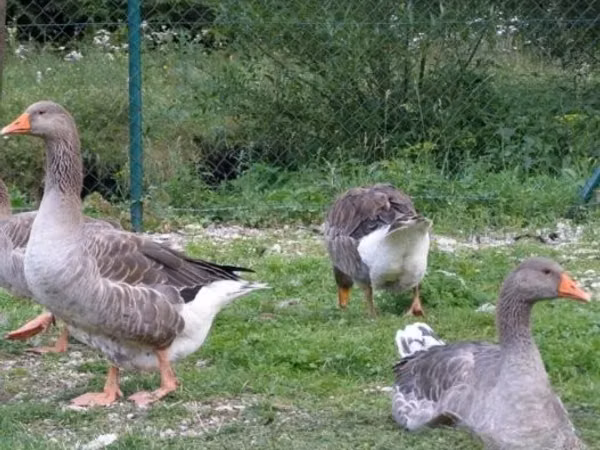 Graue und graugescheckte dänische Gans