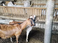 母山羊, Nubian Goat — 照片 2