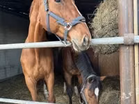 Stute, Polish pony — Foto 5