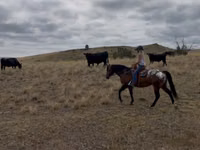Hengst, Horses of Sable Island — Foto 6