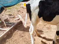 Vaca, Russian Black pied cattle — foto 4