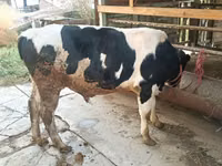 Buqa, Russian Black pied cattle — 3-rasm