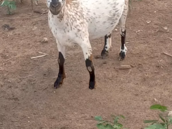 山羊（批次，未指定性别）, Goats