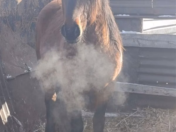 Hengst, Mugalzhar horse — Kasachstan