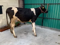 Kuh, Holstein-Rasse — Foto 2