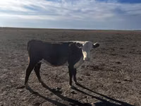 Toro, Ganado vacuno — foto 5