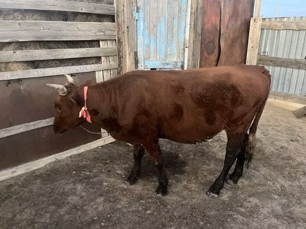 Toro, Ganado vacuno