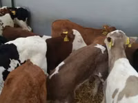ІҚМ (топ, жынысы көрсетілмеген), Simmental cattle — 6-сурет