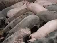 公猪, Pigs — 照片 8