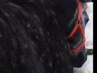 Mare, Horses — photo 1