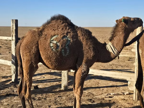 Kamel, Arvana camel