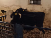 Toro, Russian Black pied cattle — foto 5