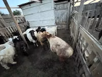 母山羊, Goats — 照片 3