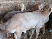 كبش, Arashan sheep — الصورة 6
