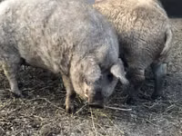 Schweine (Partie, Geschlecht nicht angegeben) — Foto 2
