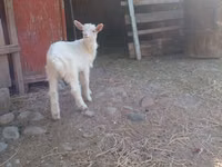 Cabras (lote, sexo no especificado), Alpine goat — foto 3