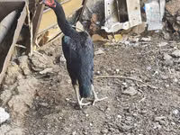 Guinea fowl — Foto 2