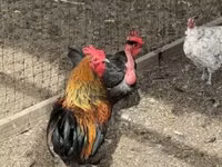 Chickens — الصورة 1