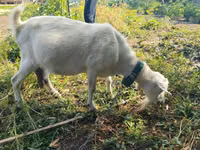 Cabra, Cabras — foto 2