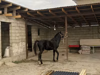 Horse (M), Horses — photo 2