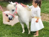 Toychoq, Miniature horse — 6-rasm