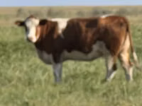بقرة, Simmental cattle — الصورة 1