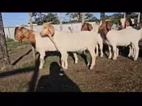 山羊（批次，未指定性别）, Boer goat — 照片 1