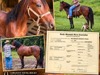 حصان, Rocky Mountain Horse — الصورة 1