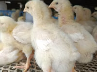 Chickens — 3-сурет