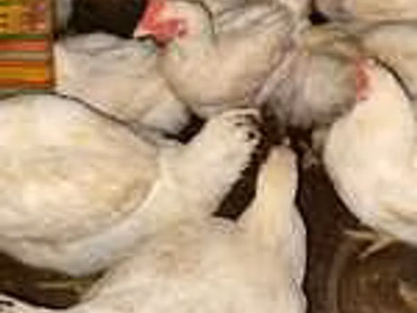 Chickens — كازاخستان