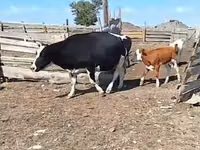 Kuh, Simmental cattle — Foto 2