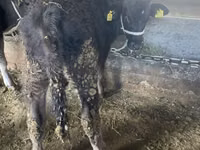 公牛, Swiss cattle — 照片 5