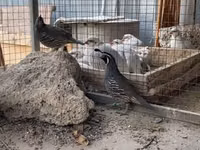 Quails — Foto 2