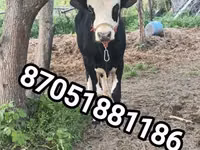 Bulle, Simmental cattle — Foto 1