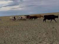 Sigir, Latvian Blue cattle — 4-rasm