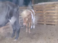 بقرة, Simmental cattle — الصورة 5