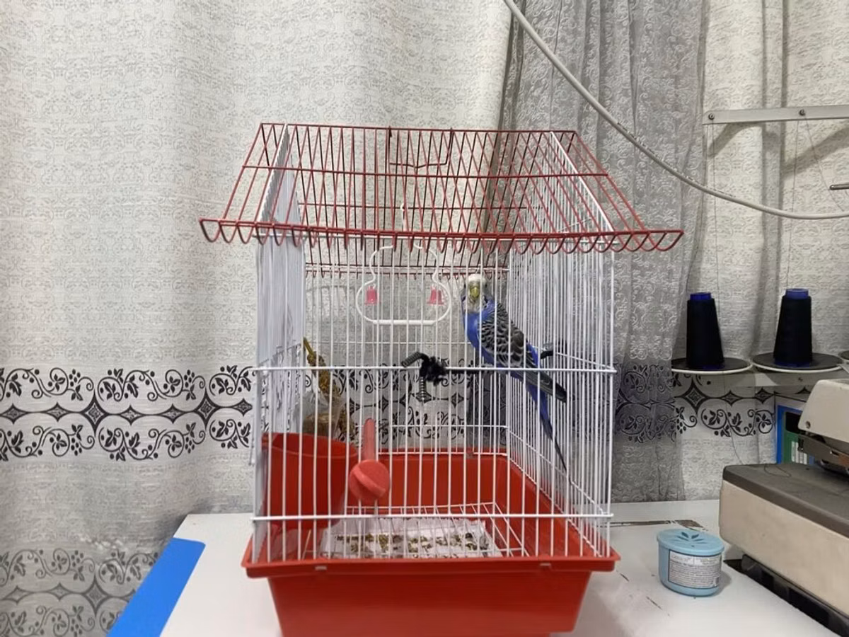 Продаю попугая с клеткойволнистый попугай свет синий