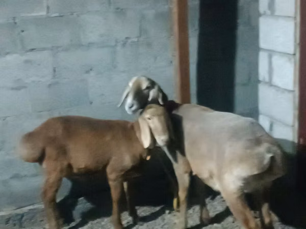 भेड़, Rhon sheep