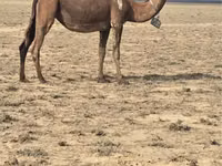 Camellos (lote, sexo no especificado), Anafi camel — foto 2