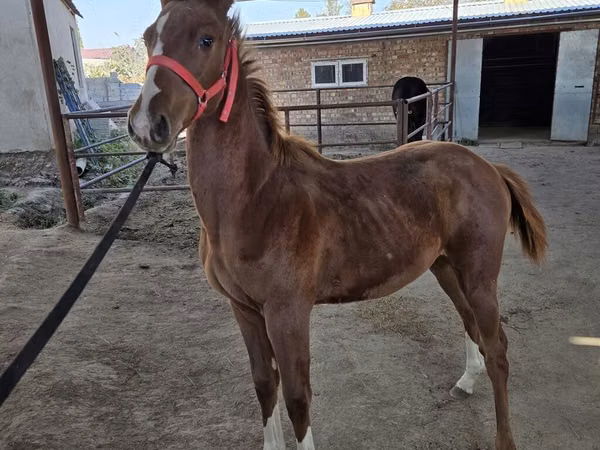 Айғыр, Thoroughbred horse