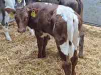 Rinder (Partie, Geschlecht nicht angegeben), Simmental cattle — Foto 2